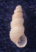 Aclis verduini